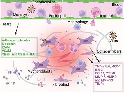 Frontiers | The Roles Of Cardiac Fibroblasts And Endothelial Cells In ...